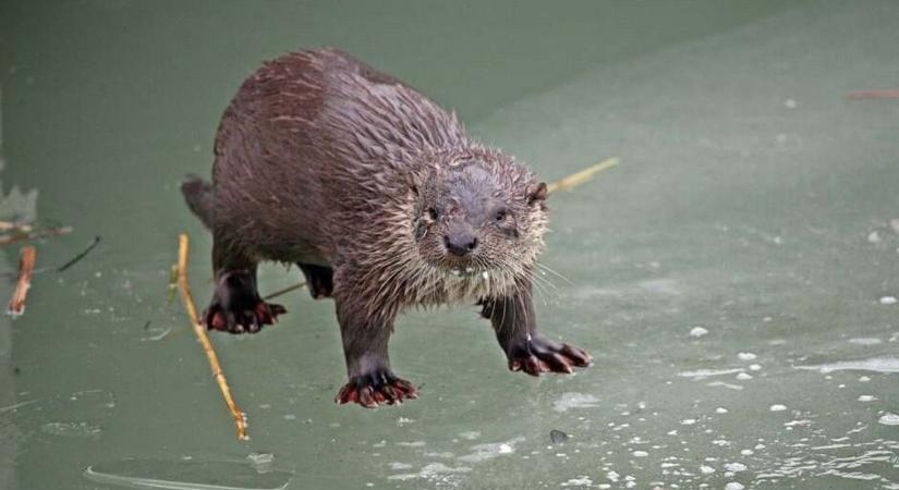A jég hátán is megél? Meglepő, mire képesek ezek a kedves balatoni jószágok a hidegben