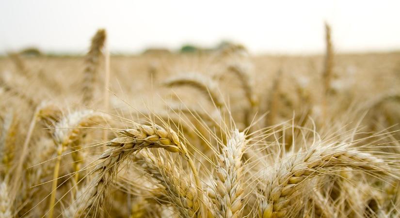 Ilyen a gabonahelyzet a világpiacon