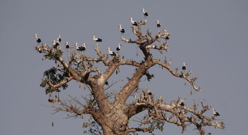 Már gyülekeznek a gólyák