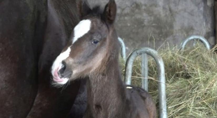 Nevezd el a csikót! Szavazás alapján dől el a Kiskunsági Nemzeti Park legújabb lakójának neve