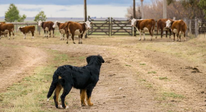 Elszabadult kutyák vs. dühös állattartók