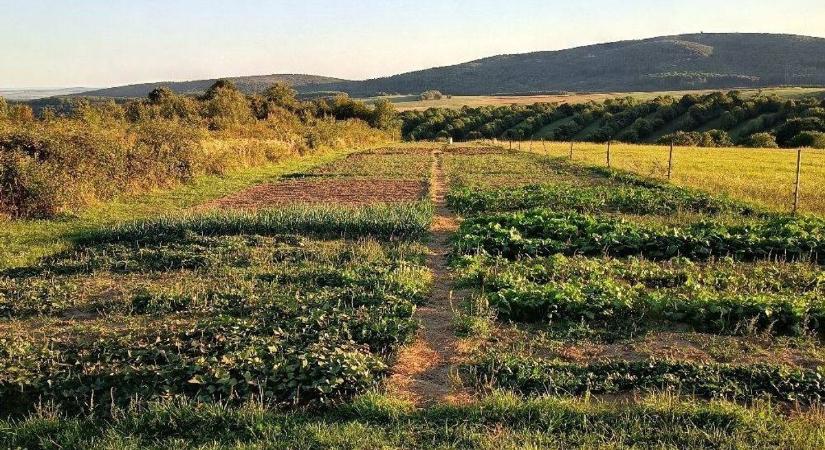 A Napfényfarmon a hold az úr, és most beleshetünk a Bakony meseszép lankáján lévő kertészetbe
