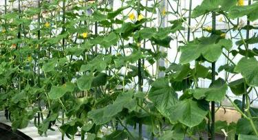 Biostimulátorok alkalmazása az üvegházi uborkatermesztésben