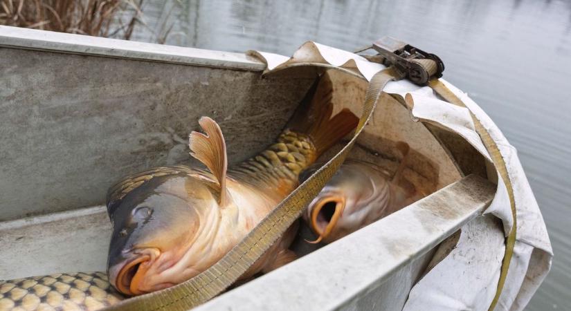 Közel két hónap után akadt újra horogra rekordhal Maconkán