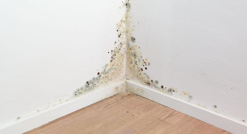 Eleged van a penészes falakból? Ezzel az egyszerű konyhai alapanyaggal végleg megoldhatod a problémát