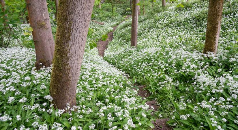 Küszöbön a medvehagyma szezon - néhány tipp a sikeres gyűjtéshez