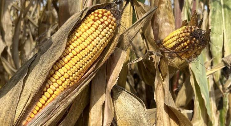 A kukorica genetikai potenciálja így alakul át nyereséggé