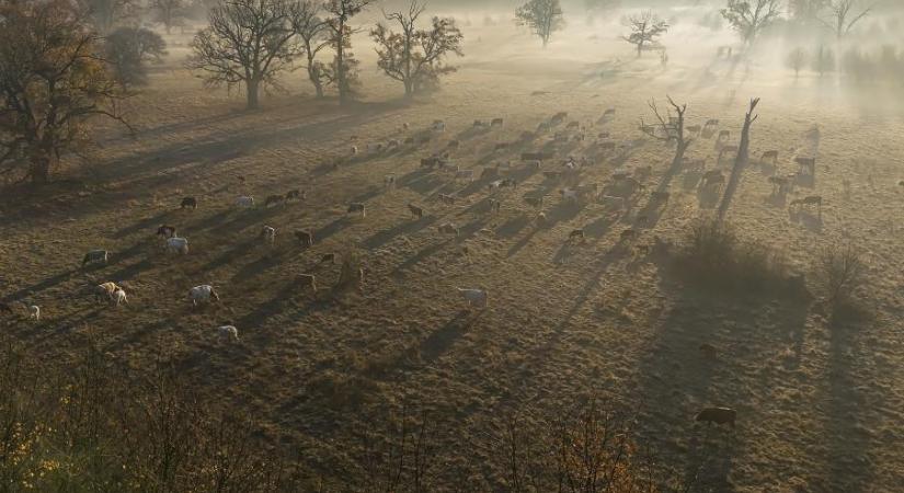 2026 év élőhelye – a fáslegelő