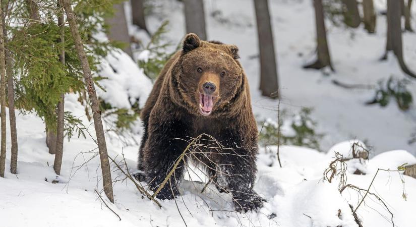 Medvetámadás Szlovákiában: apa és fia lőtte le a támadó állatot
