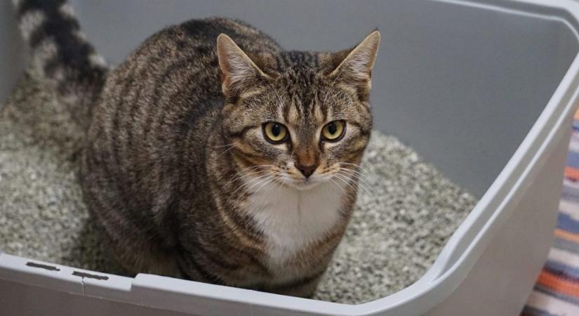 A szódabikarbóna minden macskagazdi számára csodaszer