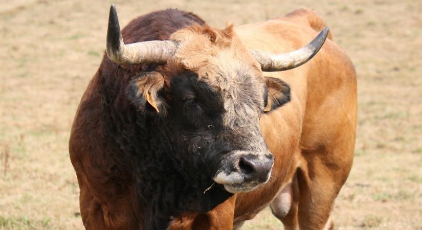 Tragédia a fesztiválon: bika öklelt halálra egy idős embert