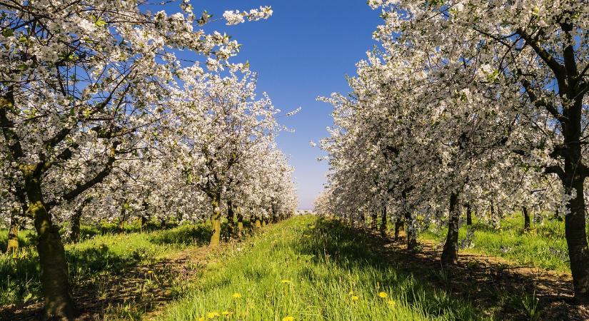 Kiemelten támogatják az ültetvény korszerűsítést