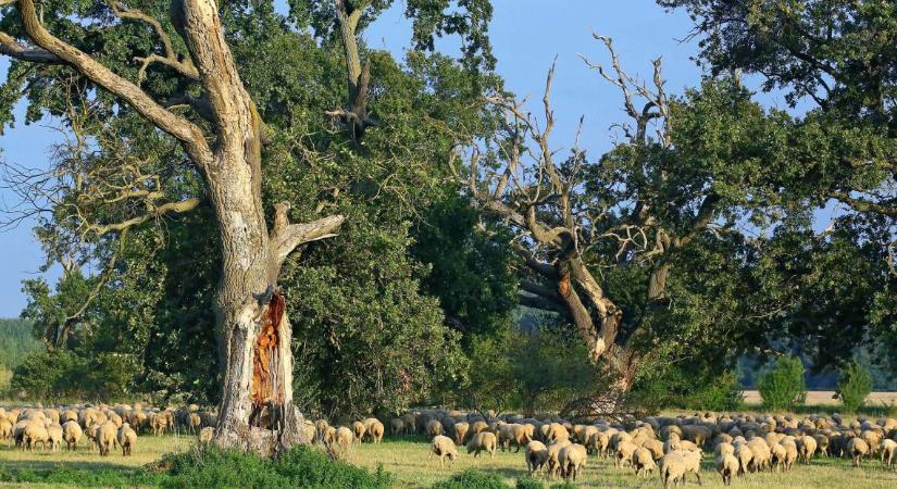 A fáslegelő lett az év élőhelye