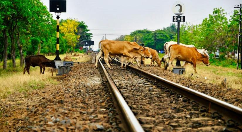 Meghökkentő felelőtlenség! Tehenek a síneken, a zalai gazda a bíróság előtt