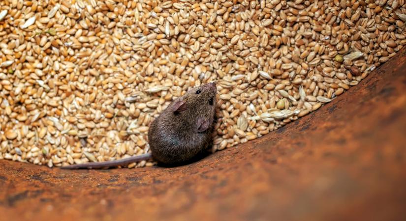 5 hiba, ami miatt biztosan beköltöznek a rágcsálók a tárolóba