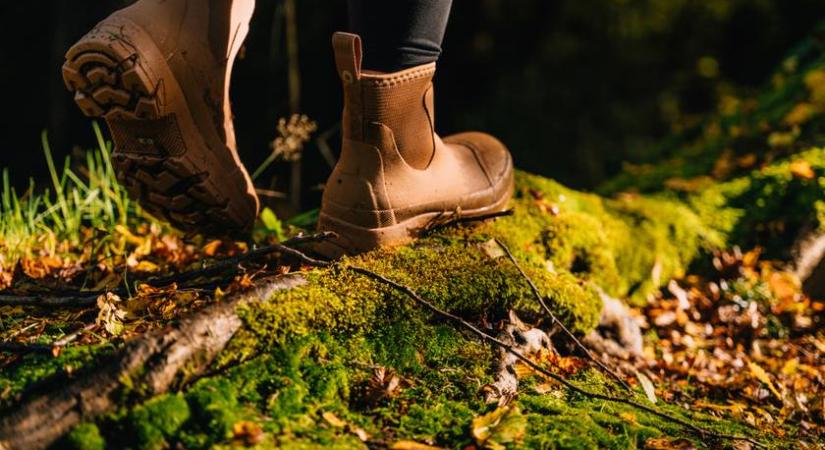 Ha ilyet találsz az erdőben, tilos hazavinni: 500 ezer forintos bírságot is kaphatsz érte