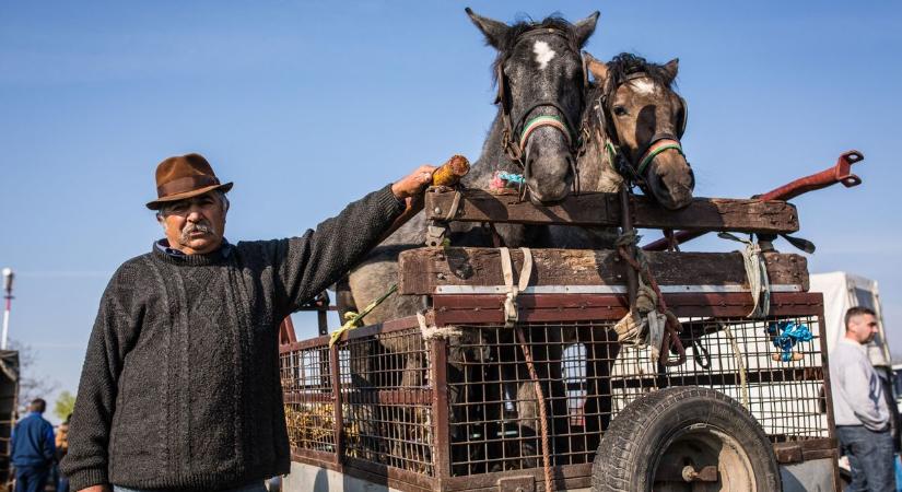 Ajándék lónak ne nézd a fogát! És ha pénzt adsz érte? Kupecek az online térben