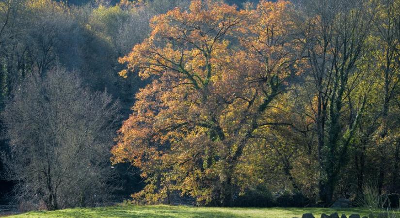 A fáslegelő lett 2026 élőhelye