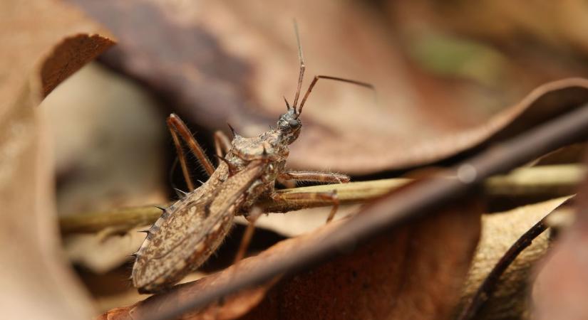 Veszélyes ragadozó jelent meg Magyarországon, és egyre gyorsabban terjed