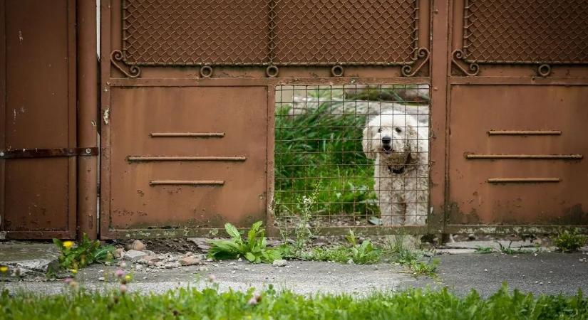25 kutyát tartott az udvarán egy nő, több állatnál életmentő műtétre volt szükség