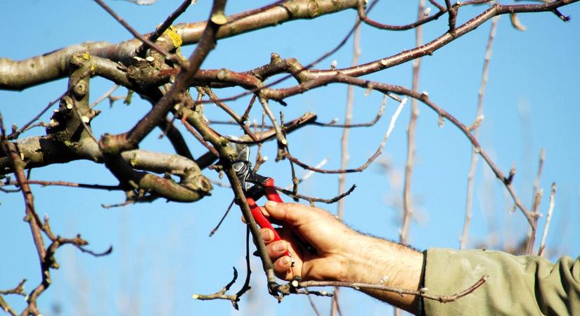 Ezek a korai metszés veszélyei – A növényeid és a hasznos rovarok is bánhatják a kapkodást
