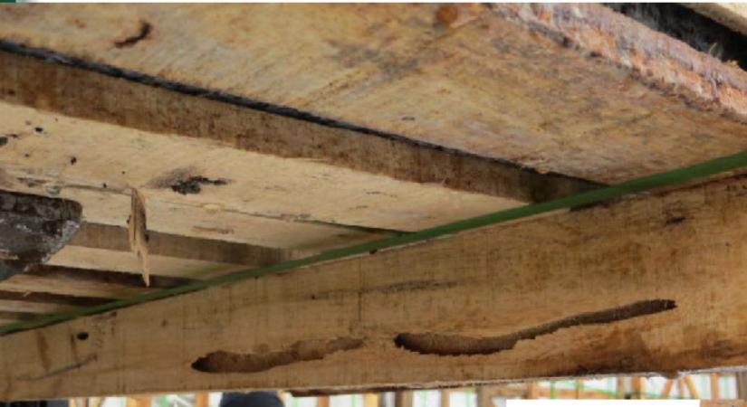 Invazív fajok a raklapokban? Kiemelt vizsgálatot rendel el a Nébih