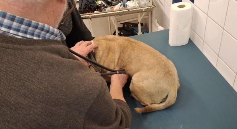 Földhöz vágta és baltával bántalmazta kutyáját egy férfi Jánosházán