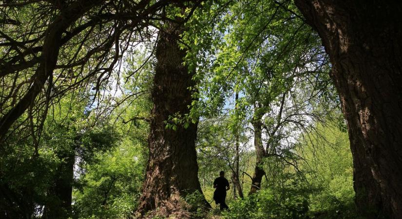 Álhíreket terjesztenek a Gemenc Zrt-ről, közleményben reagált a társaság