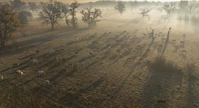 Ez lett 2026 élőhelye – a fáslegelő titka