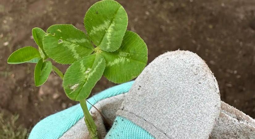Ezek a csillagjegyek nagyon szerencsések lehetnek a következő egy hétben