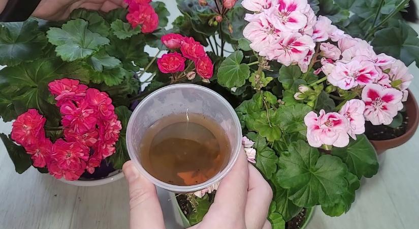 Az esztergomi kertészetben ezzel öntözik heti kétszer a muskátlit, és olyan szép, hogy a Facebookon azt hitték a képekre, hogy az AI generálta