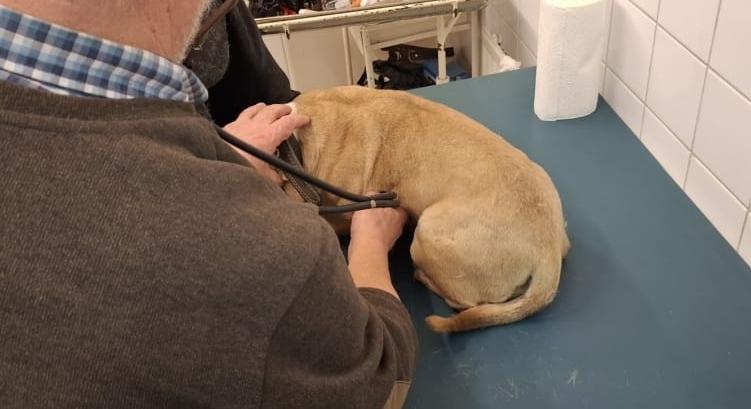 Baltával a kezében kergette, majd ütötte a kutyáját egy jánosházi férfi