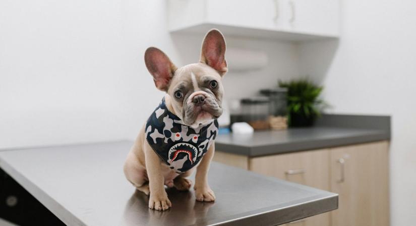 Az állatorvos elárulta, melyik két kutyafajta harapásától tart leginkább