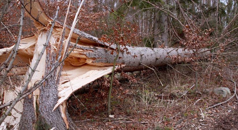 Tombolt a szél: brutális erejű lökést mértek a Bakony lábánál