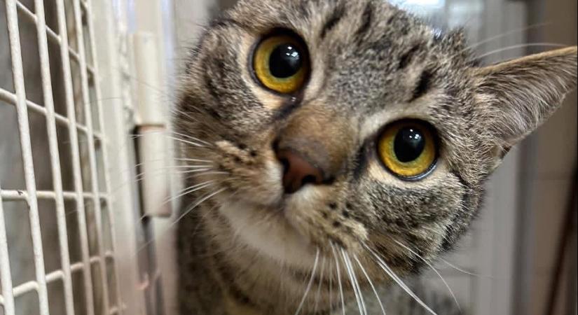 Gazdikereső: Lehet, hogy Sophie lesz a cicuskád?