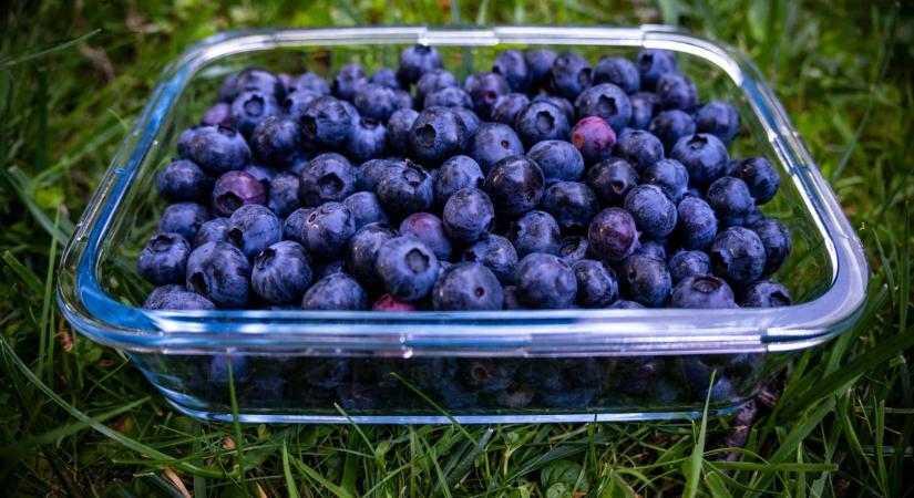 Ezért szuperélelmiszer az áfonya: Egyszerűen csodát tesz a szervezettel