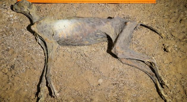 4000 éves titkot rejt a sivatag mélyén talált gepárdmúmia