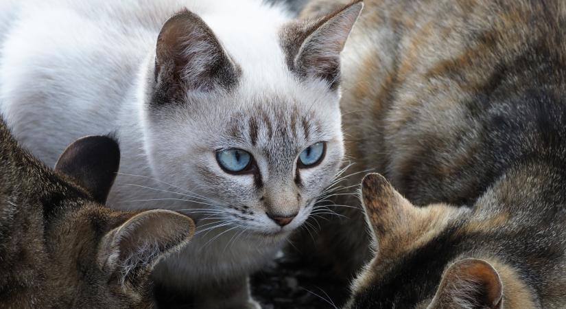 5 macskafajta, ami kezdő gazdiknak kihívást jelenthet