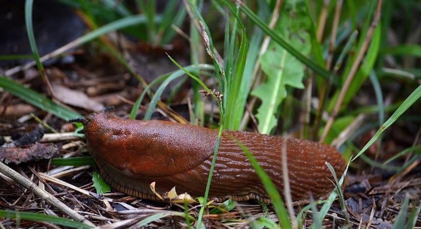 Ezzel a filléres házi kotyvalékkal egyszerűen védekezhetsz a meztelencsigák ellen