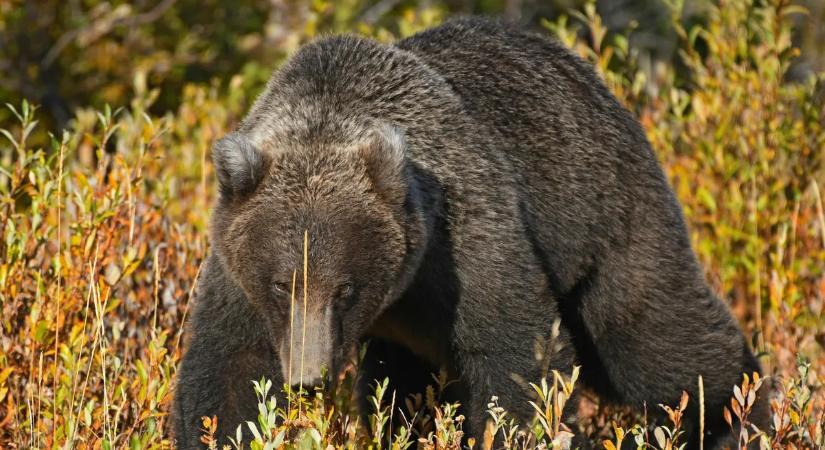 Medvetámadás Szlovákiában: a fia szeme láttára marcangolta az apát a vadállat