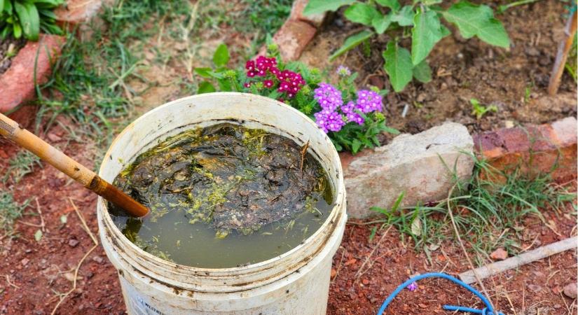 Ha ezt kihagyod tavasszal, gyengébb lehet a termés: ezt használják a tapasztalt kertészek a drága műtrágya helyett