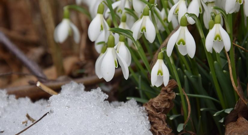 Hol bukkanhatnak fel a NAV revizorai az utolsó előtti téli héten?