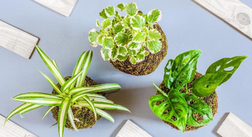 Szobanövények tél végi gondozása – öntözés, táp, fény: mitől indulnak meg jól?