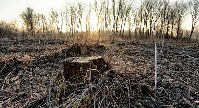 Kivágott erdős terület a Tőkési-ág közelében: a környezetvédők rendszerszintű problémákra hívták fel a figyelmet