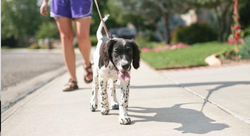 A kutya pórázára kötött sárga szalag fontos jelzés, amit sokan figyelmen kívül hagynak
