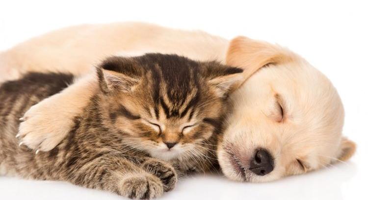 aHang – Petíció az éjszakai állatorvosi ügyeletért