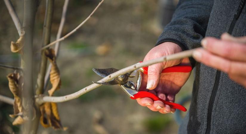 Februári metszés: most alapozzuk meg az idei termést