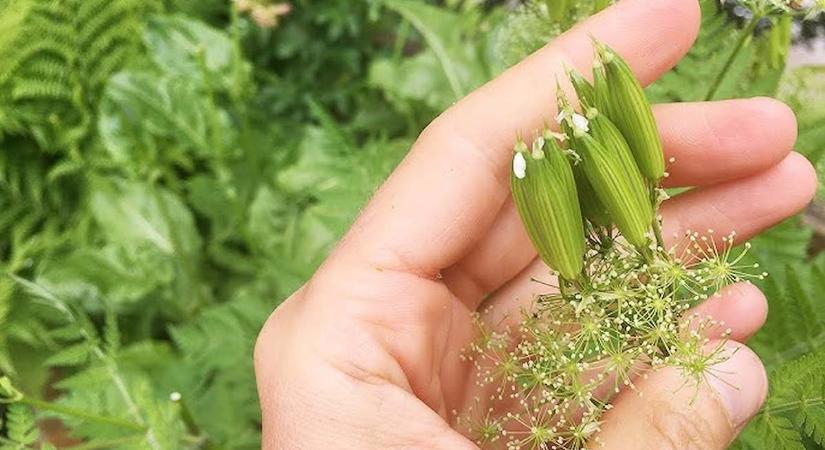 Nagymamáink titka: ezért ültettek mindig édesgyökeret a kertbe