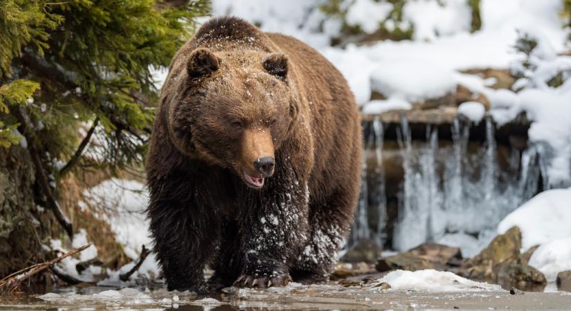 Medve marcangolt egy férfit, a fia mentette meg az életét