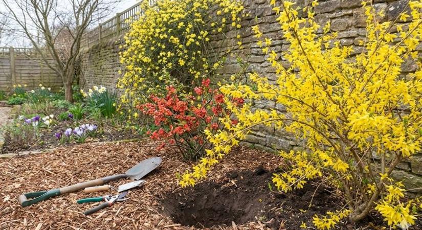 Virágzó cserjék a szezon elején – mit ültessünk a kertbe?